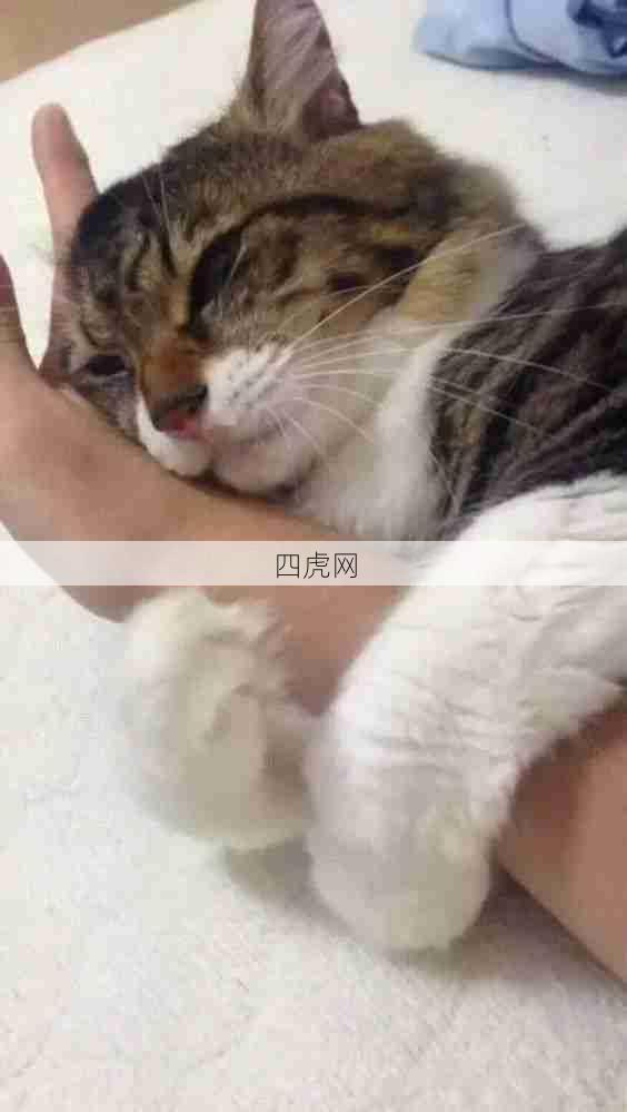 我也想要小猫咪抱我