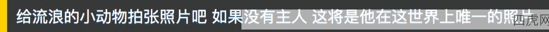 给流浪小动物拍照！谁在乎？小狗在乎