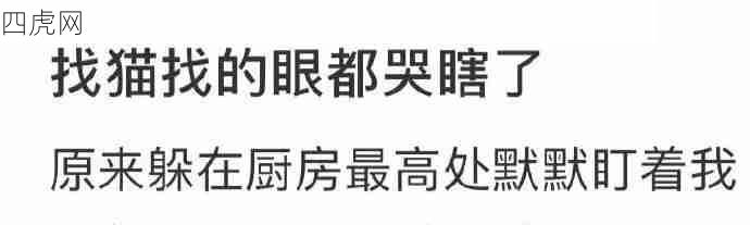 猫真的太会藏了吧！我可太懂了