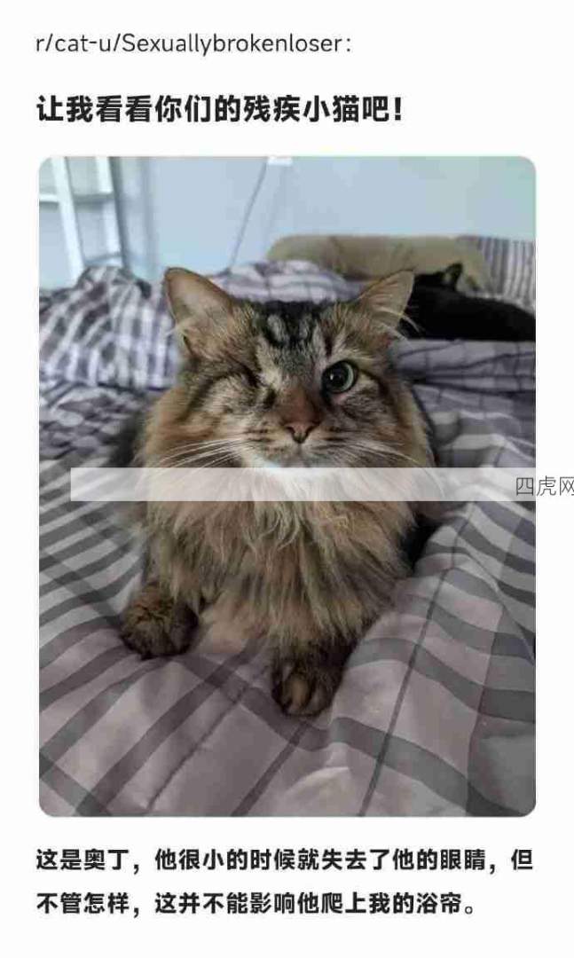 猫好人也好！都是被爱着的小猫