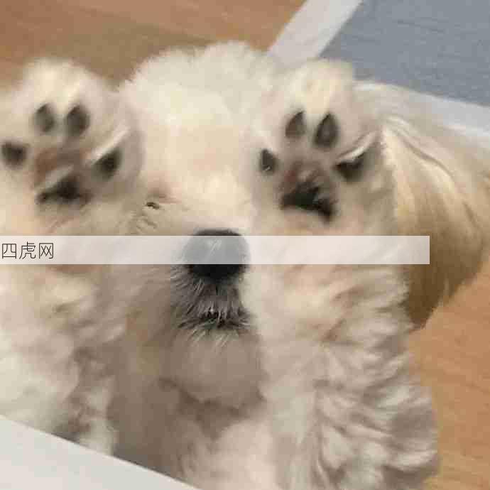 小狗天团！治愈世界！