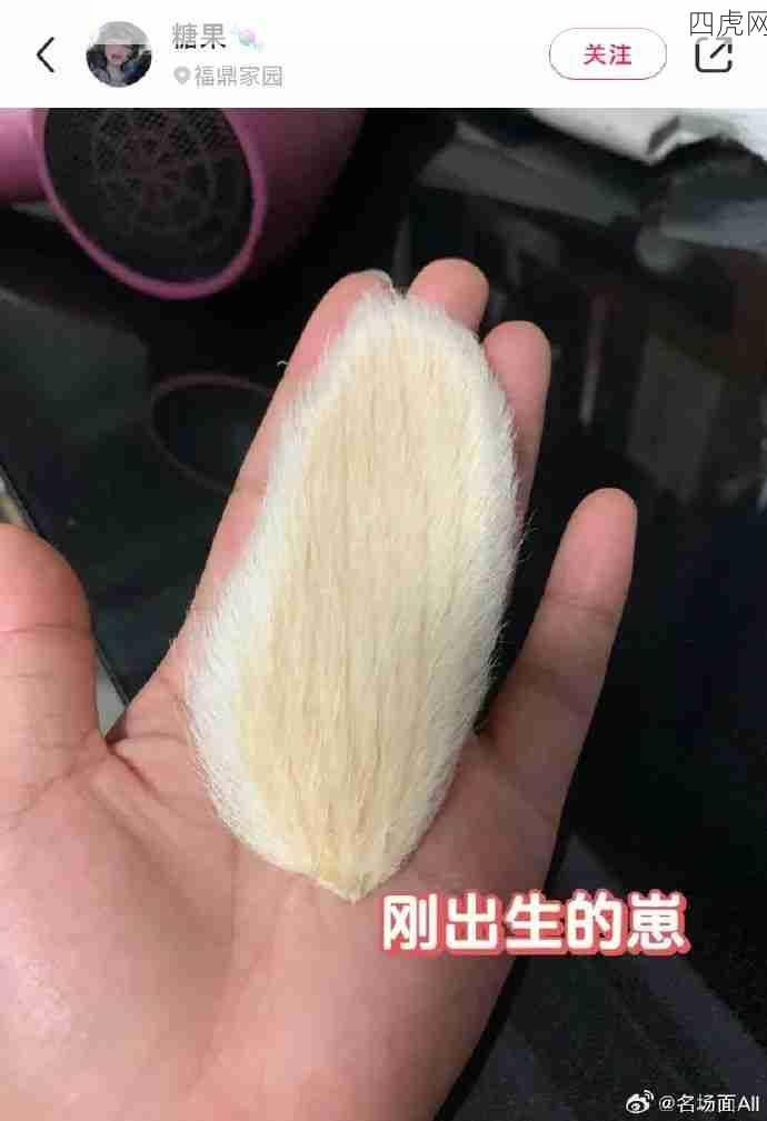 《养芒果核》看见大家精神状态都不怎么好我就放心了